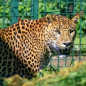 Sri Lankan Leopard