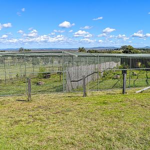 Serval and Caracal Enclosures