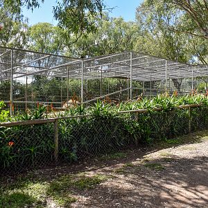 Hamadryas Baboon Enclosure