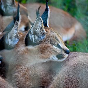 Caracal with kittens