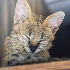 Serval Kitten