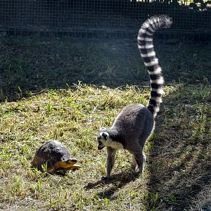 Ring-tailed Lemur with Radiated Tortoise