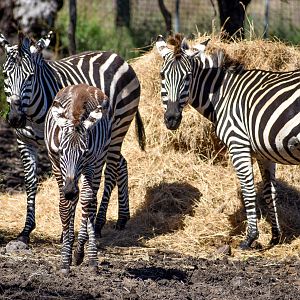 Plains Zebra