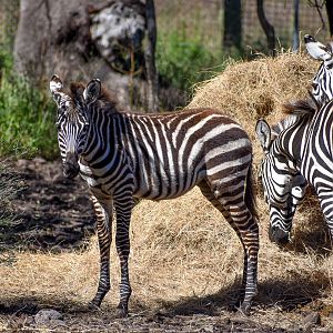 Plains Zebra Foal