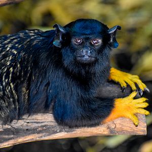 Red-handed Tamarin
