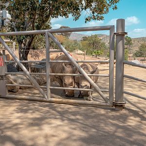 Nikita Kahn Rhino Rescue Center