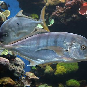 Fish ID (Palma Aquarium)