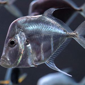 Fish ID (Palma Aquarium)