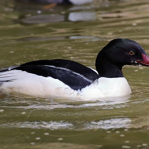 Mergus merganser? (Natura Parc)