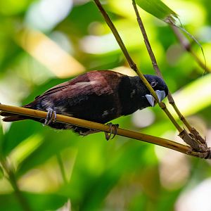 Black-headed Mannikin