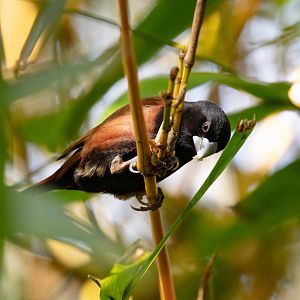 Black-headed Mannikin