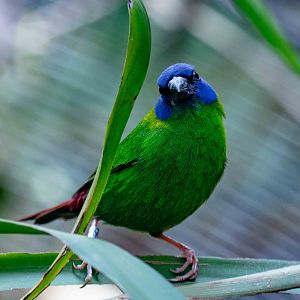 Blue-faced Parrotfinch