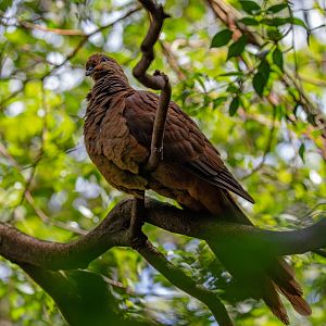 Brown Cuckoo-dove