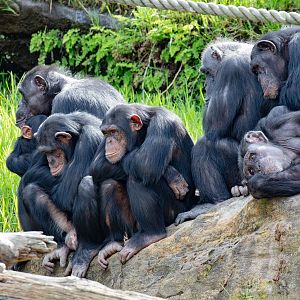 Chimpanzees