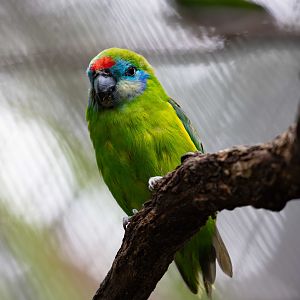 Double-eyed Fig Parrot