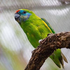 Double-eyed Fig Parrot