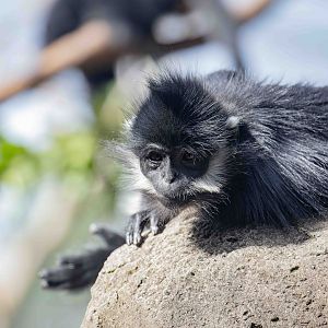Francois' Langur