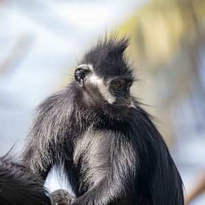 Francois' Langur