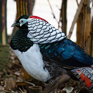 Lady Amherst Pheasant