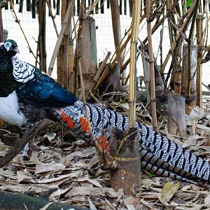 Lady Amherst Pheasant