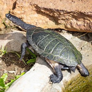 Eastern Long-necked Turtle