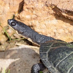 Eastern Long-necked Turtle