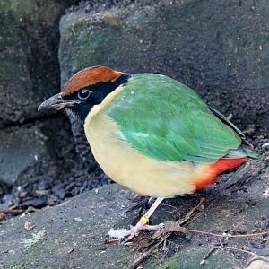 Noisy Pitta