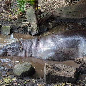 Pygmy Hippo