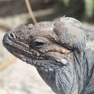 Rhinoceros Iguana