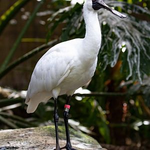 Royal Spoonbill