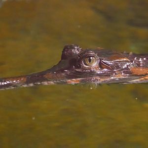 False Gharial (Tomistoma schlegelii), Juvenile