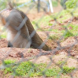 Mandrill, April 2022