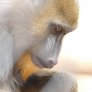 Mandrill, April 2022