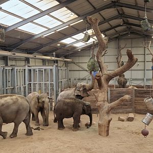 Asian Elephant House