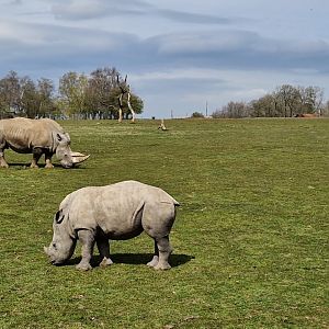 White Rhino mother and calf