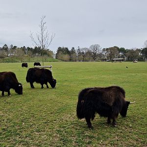 Domestic Yak