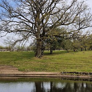 Common Hippo outdoor