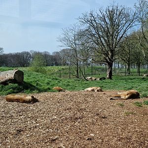 Lion exhibit