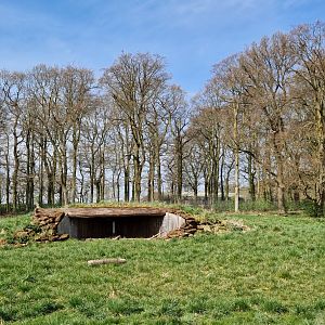 African Wild Dog exhibit