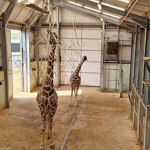 Reticulated Giraffe house