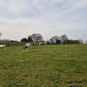 Scimitar-horned Oryx