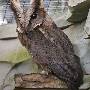 Philippine scops owl (Otus megalotis)