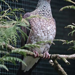 Scaled pigeon (Patagioenas speciosa)