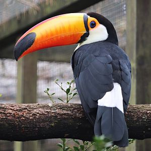 Toco toucan (Ramphastos toco)