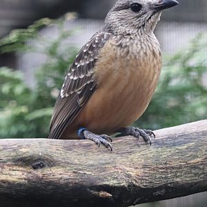 Fawn-breasted bowerbird (Chlamydera cerviniventris)