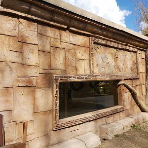 Guianan brown capuchin building