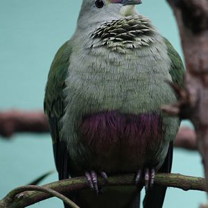 Red-bellied fruit-dove - aka Grey's fruit-dove