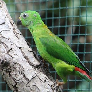 Blue-crowned hanging-parrot