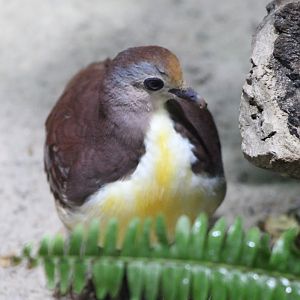 Cinnamon ground-dove