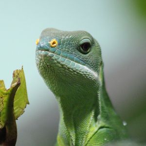 Lau banded iguana